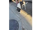 Adopt MARLO a Saint Bernard