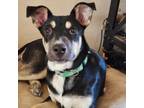Adopt Pickle a Husky, Cardigan Welsh Corgi