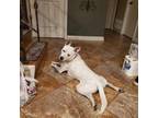 Adopt Andrew a Cattle Dog, Staffordshire Bull Terrier