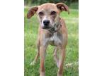 Adopt Kisses a Mixed Breed