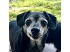 Adopt Shannon a Mixed Breed, Dachshund
