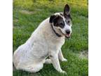 Adopt Megan a Great Pyrenees, Mixed Breed