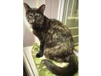 Adopt Shawna a Domestic Short Hair