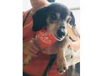 Adopt Morrigan (In Foster) a Dachshund