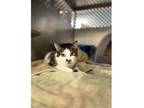 Adopt Blossom a Tabby, Domestic Short Hair