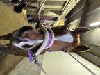 12yr old 15.2 chestnut mare