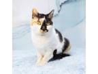 Adopt Molly a Domestic Short Hair