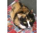 Adopt Callie a Calico