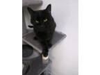 Adopt Mickie a Domestic Short Hair