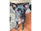 Adopt LYLA-FOSTER NEEDED a Australian Cattle Dog / Blue Heeler