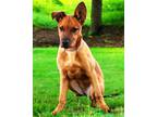 Adopt PUPPY BROWN SUGAR-FOSTER OR ADOPTER NEEDED a Labrador Retriever