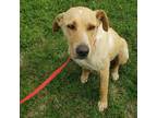 Adopt A008659 a Labrador Retriever, Mixed Breed