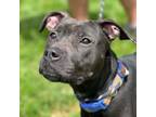 Adopt Juno a Mixed Breed, German Shepherd Dog