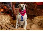 Adopt Ella Lella ***RESCUE CENTER*** a Shepherd, Siberian Husky