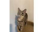 Adopt Rachel SC a Domestic Short Hair