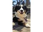 Adopt Rosa a Australian Shepherd
