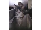 Adopt January a Domestic Short Hair