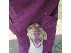 Adopt Wynn a Catahoula Leopard Dog, Mixed Breed