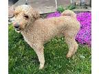 LIKEABLE LEVI Golden Retriever Adult Male