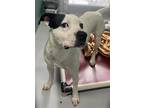 Mr. Moo 373-24 American Bulldog Adult Male