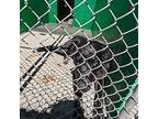 Labrador Retriever Young Male