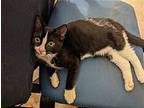 Webber Domestic Shorthair Kitten Female