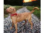 MISS MARPLE Labrador Retriever Adult Female