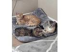 Pop Domestic Shorthair Kitten Male