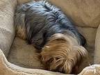 Ella Yorkie, Yorkshire Terrier Adult Female