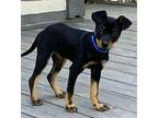 PUPPY JASPER Miniature Pinscher Puppy Male