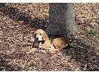 River Beagle Adult Male