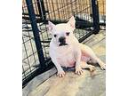 Sadie French Bulldog Adult Female