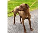 ESME Labrador Retriever Adult Female