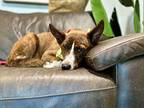 Jasmine Rain Waller Dutch Shepherd Adult Female