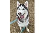 Blake Husky Adult Male
