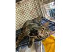 Jimmy Domestic Shorthair Kitten Male