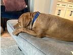 Reno Labrador Retriever Adult Male