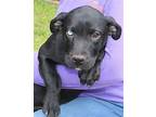 Lyric 39473 Puppy Male