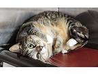 Cat Benatar Domestic Shorthair Adult Female