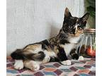 Keeva Calico Kitten Female