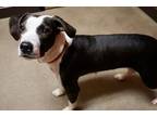 Millicent American Pit Bull Terrier Young Female