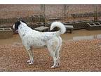 Swiss Collie Senior Female