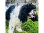 JAX Cocker Spaniel Adult Male