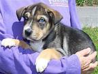 Amelia 39520 Shepherd (Unknown Type) Puppy Female