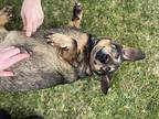 Bear Dachshund Senior Male