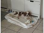 Bugsy Cavalier King Charles Spaniel Young Female