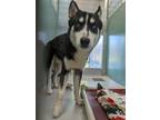 Bing 395-24 Husky Young Male