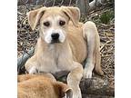 MCKENZIE Golden Retriever Puppy Female