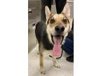 Chopper German Shepherd Dog Adult Male