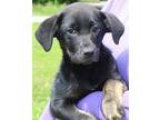 Bella 39511 Labrador Retriever Puppy Female